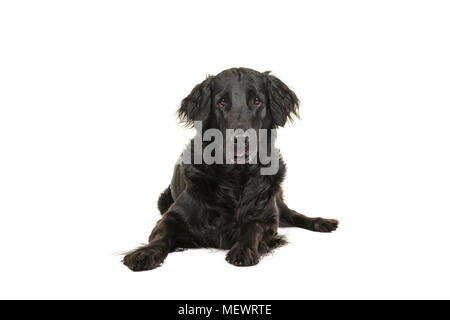Black flatcoat retriever dog lying down looking at camera seen from the front on a white background Stock Photo