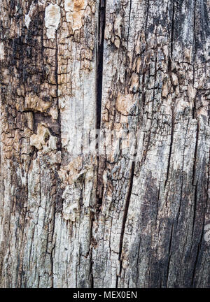 Close Up Old Wood Texture. Cracked dead old tree background vertical image. Stock Photo