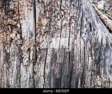 Close Up Old Wood Texture. Cracked dead old tree trunk background. Stock Photo