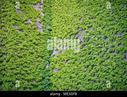 A live hedge on the front of the house. The vine past the wall of the building. Floral nature background Stock Photo