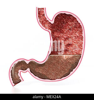 Human stomach illustration with detailed layers. 3D illustration. Stock Photo