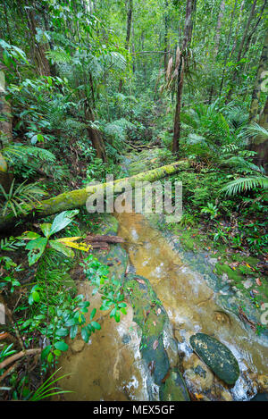 Borneo rain forest, moss covered roots branchs in the tropical jungle of Kubah National Park, Sarawak, Malaysia. Stock Photo