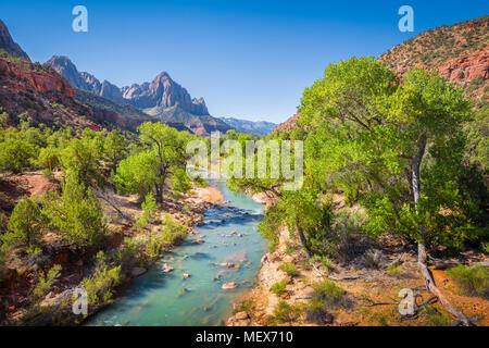Zion National Park scenery with famous Virgin river and The Watchman mountain peak in the background on a beautiful sunny day with blue sky in summer