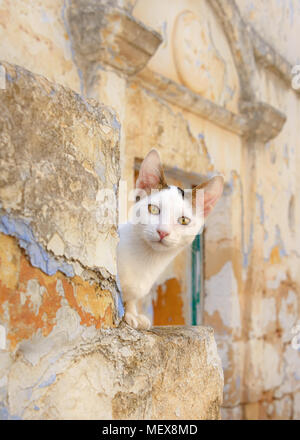 Cute cat kitten, white with tricolored tabby patches, resting on stairs in front of an old abandoned house on a Greek island, Dodecanese, Greece Stock Photo