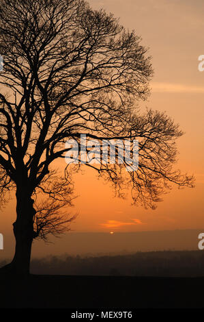 Late Evening Sun Setting Behind Trees in Golden Light Stock Photo