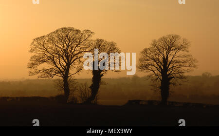 Late Evening Sun Setting Behind Trees in Golden Light Stock Photo