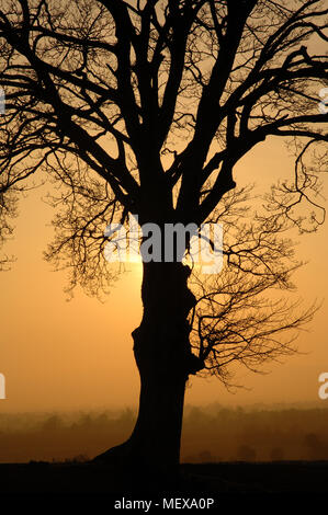Late Evening Sun Setting Behind Trees in Golden Light Stock Photo