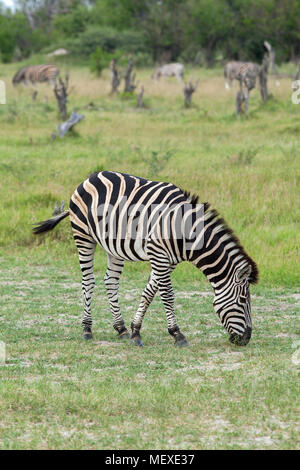 Burchell’s, Common or Plains Zebra (Equus quagga burchellii). Grazing. Okavango Delta. Botswana. Africa. January. Wet season. Stock Photo