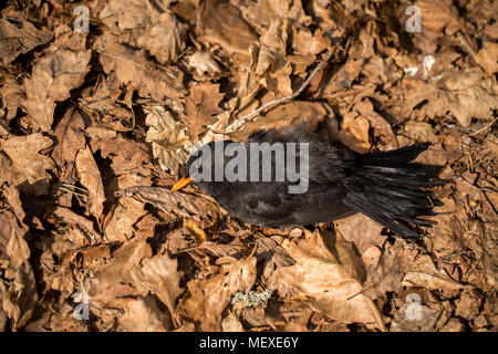 Dead bird in dead oak leaves. Blackbird, Turdus merula, lying in brown leaves on the ground. Stock Photo