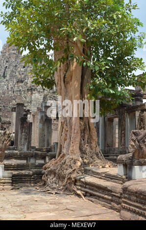 A Banyon tree growing over a wall at Bayon Temple Angkor Wat Siem Reap Cambodia Stock Photo