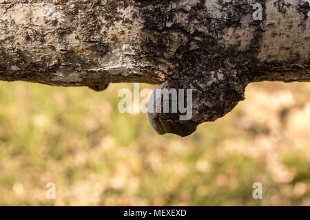 Phellinus tremulae, a polypore fungus growing on the trunk of a dead, fallen aspen tree, Populus tremula. Stock Photo