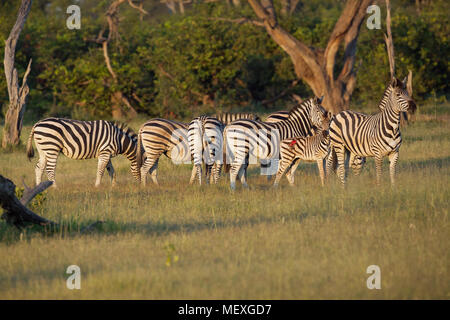 Burchell’s, Common or Plains Zebra (Equus quagga burchellii). A group within a larger herd. Stallion, male, extreme right, head up, protecting six mar Stock Photo