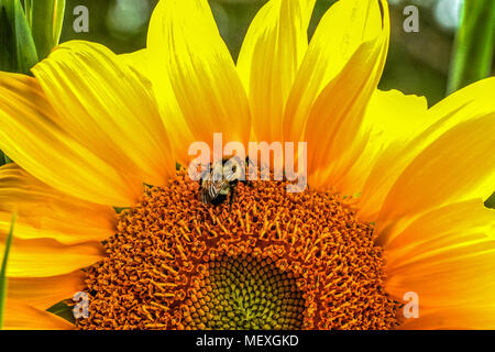 A sleepy Honeybee, genus Apis, sleeps in the heart of a Sunflower, Helianthus annuus. Stock Photo
