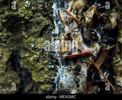 Close look at the fresh golden resin drop on the old tree Stock Photo