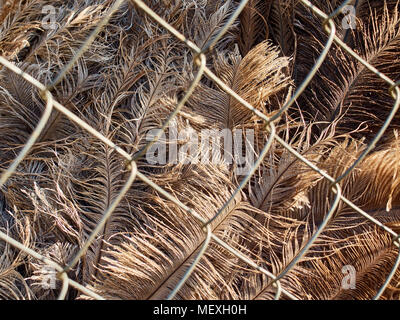 Close look at the ostrich feathers behind metallic cage lit by the warm summer sun Stock Photo