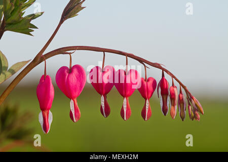 The heart shaped pink and white flowers of Bleeding heart, also known as Lyre flower or Lady-in-a-bath Stock Photo