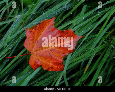 Lonely leaf from the maple tree lying on the wet grass Stock Photo