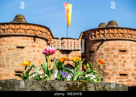blooming double early tulips in front of Jerusalemer Tour or Untertor or Lower gate in historic town centre of Büdingen, Hesse, Germany, Europe Stock Photo