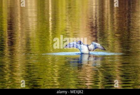 A solitary adult Common Loon (aka Great Northern Loon), Gavia immer, in breeding plumage spreads its wings in preparation for flight. Stock Photo