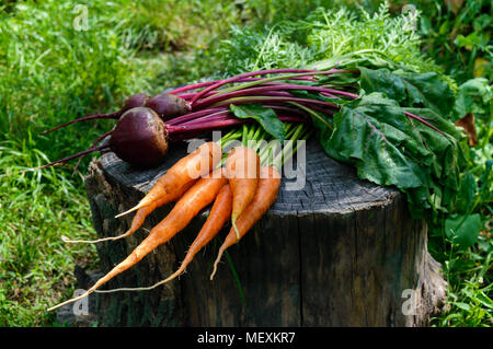 Freshly carrots and beets on an old tree stump. . Stock Photo