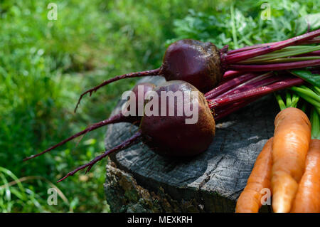 Freshly carrots and beets on an old tree stump. . Stock Photo