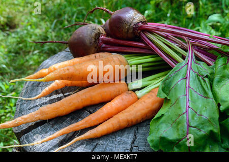 Freshly carrots and beets on an old tree stump. . Stock Photo