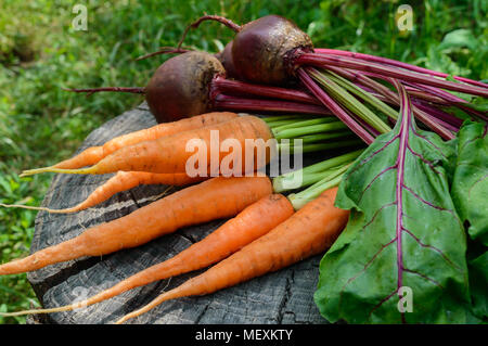 Freshly carrots and beets on an old tree stump. . Stock Photo