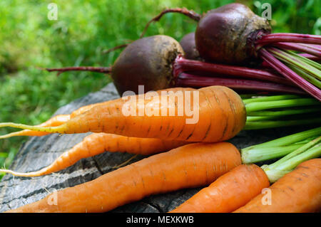 Freshly carrots and beets on an old tree stump. . Stock Photo