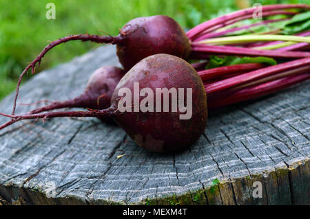 Freshly  beets on an old tree stump. . Stock Photo