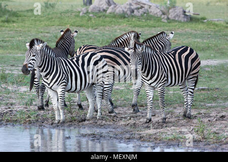 Burchell’s or Plains Zebra (Equus quagga burchellii). Drinking hole. Individuals looking in all directions. Note how no nearby vegetation which could  Stock Photo