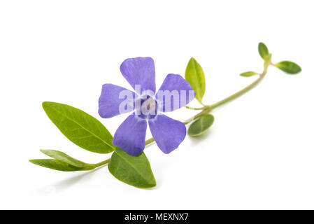 periwinkle branch with flower isolated on white Stock Photo