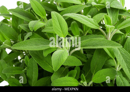 Sage plants (salvia officinalis) background, Stock Photo