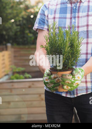 Gardening, man with fresh organic rosemary plant in his garden Stock Photo