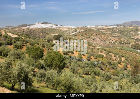 Typical Andalucian landscape with olive groves and white town of Olvera, Cadiz province, Andalucia, Spain, Europe Stock Photo