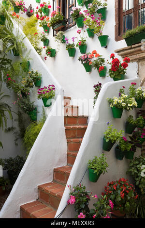 Colourful display of flowers at the Festival of the Patios, Cordoba, Andalucia, Spain, Europe Stock Photo