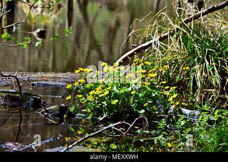 Marsh-marigold - Caltha palustris in the Bakony Stock Photo