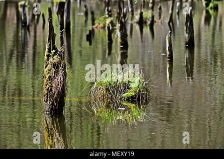 Dead trees in the Hubertlaki lake in Bakony hills in Hungary Stock Photo