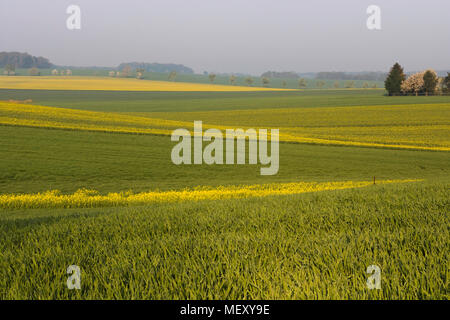 Zig Zag Yellow and Green Farmland Fields, Raps Fields in Blossom, Simple Geometry, Saxony, Germany Stock Photo