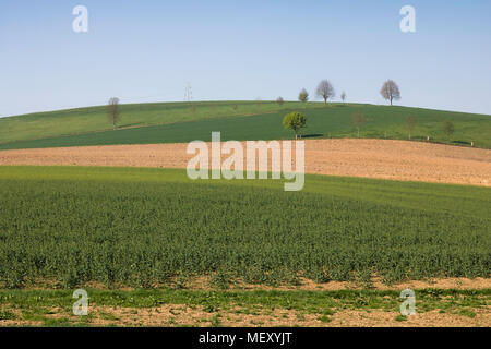 Agricultural Fields Colorful Scenery, Green Hills, Crop, Green Grass, Trees on the background, Sunny Spring Day Stock Photo