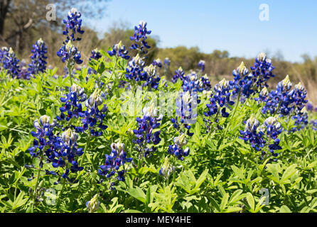 Bluebonnets, ( Lupinus Texensis ) flowers growing wild. The Bluebonnet is the State flower of Texas; in Texas, United States of America Stock Photo