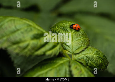 Lone Ladybird resting on a plant in the garden. Taken in Milton Keynes, UK Stock Photo