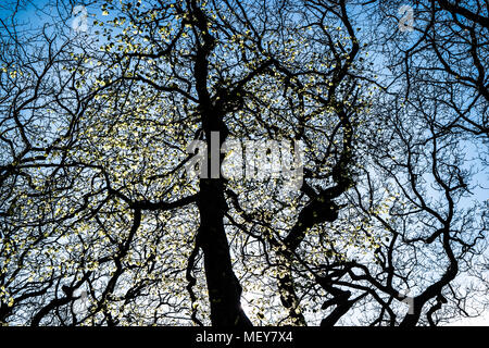 Spring tree silhouetted against the sun with flashes of fresh leaves. Stock Photo