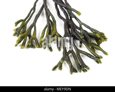 Codium – Velvet horn – Spongeweed.  Edible green seaweed in the family Codiaceae. Binomial name: Codium tomentosum. There are about 50 species worldwi Stock Photo