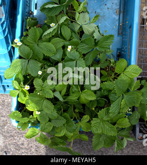strawberry seedlings in plastic pots on sale in a food market ready to be planted out. Stock Photo