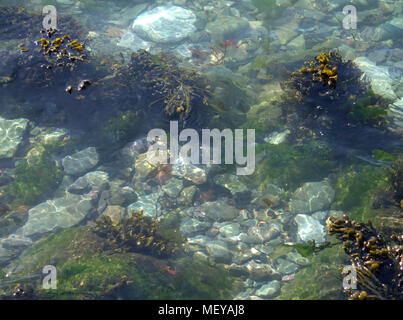 clear waters of a rock pool at low tide with seaweed and limpets on the rocks. Stock Photo