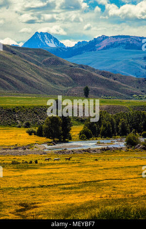 Horses on ranch along East Fork of Salmon River, Idaho. Castle Peak in White Cloud Mountains. Stock Photo