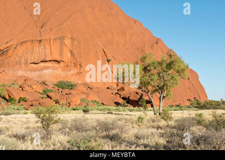 Trees near base of Uluru (Ayers Rock). Uluṟu-Kata Tjuṯa National Park. Northern Territory, Australia.