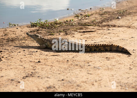 Nile crocodile basking in the sun Stock Photo