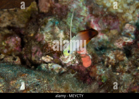 Fire Goby (Nemateleotris magnifica). Picture was taken in the Banda sea, Ambon, West Papua, Indonesia Stock Photo