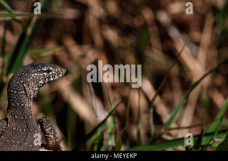 Portrait of a water leguaan Stock Photo